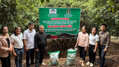 Supe Lâm Thao trình diễn phân bón vi sinh Lâm Thao NPK-S cho cây vải và cây nhãn tại Bắc Giang