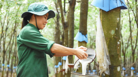 Đầu tư Cao su Đắk Lắk (DRI): Lãi quý 1 cao gấp 2,7 lần, muốn trồng mới hơn 4.000 ha cao su