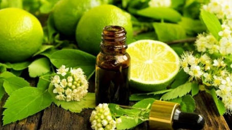 Ly trích và khảo sát khả năng kháng khuẩn của tinh dầu vỏ chanh (Citrus aurantifolia L.) tại Long Xuyên, An Giang