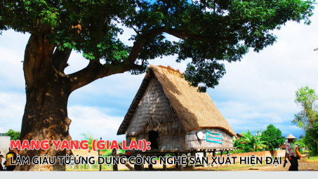 Mang Yang (Gia Lai): Làm giàu từ ứng dụng công nghệ sản xuất hiện đại