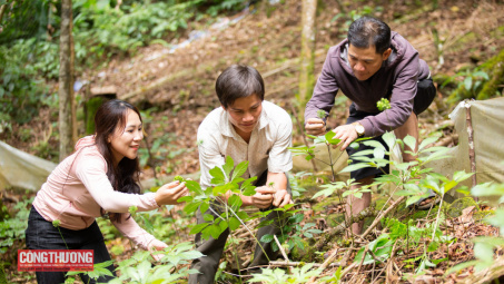 Sâm Ngọc Linh là di sản văn hóa phi vật thể quốc gia