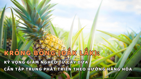 Krông Bông (Đắc Lắc): Kỳ vọng giảm nghèo từ cây dứa