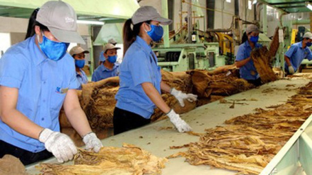 Bộ Công Thương quy định hạn ngạch nhập khẩu thuốc lá nguyên liệu năm 2025