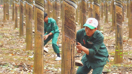 Giá cao su giảm sẽ chỉ tác động ngắn hạn đến Cao su Đồng Phú (DPR)