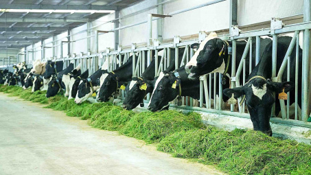 Sữa Quốc tế LOF (IDP) chi hơn trăm tỷ đồng “thâu tóm” doanh nghiệp chăn nuôi bò sữa
