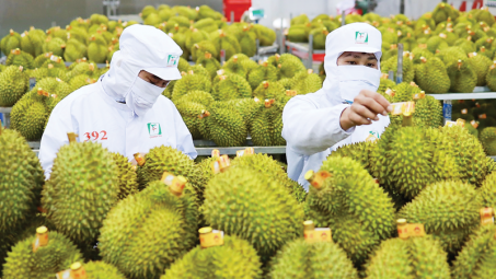 Phó Thủ tướng: Xử lý vấn đề kiểm nghiệm chất vàng O trên sầu riêng