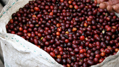 Giá cà phê hôm nay 23/5: Giá tăng mạnh, cà phê Việt thu về 4,2 tỷ USD trong 5 tháng