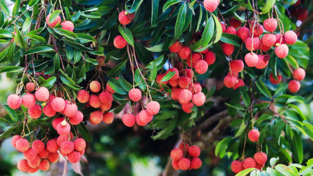 Bắc Giang kích hoạt mùa vải thiều 2025 bằng hội nghị xúc tiến tiêu thụ quy mô lớn