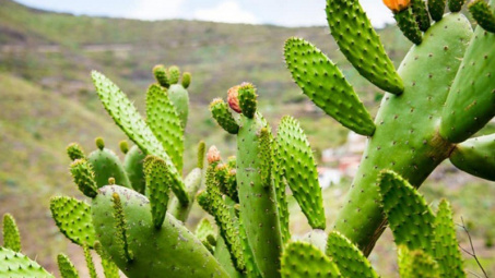 Nghiên cứu quy trình chiết xuất xương rồng tai thỏ (Opuntia cochenillifera (L.) Mill.) và ứng dụng phối chế sản phẩm gel dưỡng da