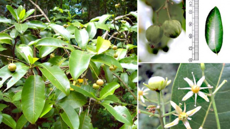 Nghiên cứu đặc điểm thực vật và sơ bộ thành phần hóa học loài Bí bái Acronychia pedunculata (L.) Miq