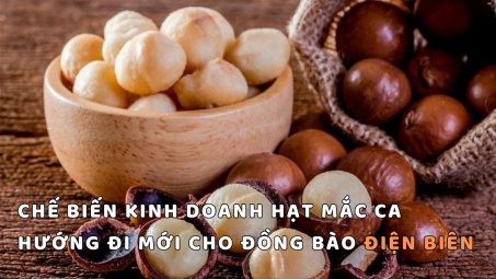 Chế biến kinh doanh hạt mắc ca - Hướng đi mới cho đồng bào Điện Biên