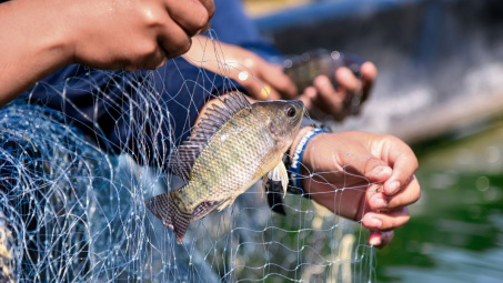 Xuất khẩu cá rô phi Việt Nam trở lại "đường đua" tại thị trường Brazil
