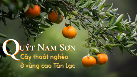 Quýt Nam Sơn - Cây thoát nghèo ở vùng cao Tân Lạc