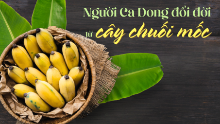 Người Ca Dong đổi đời từ cây chuối mốc