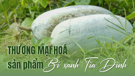 Thương mại hoá sản phẩm Bí xanh Tìa Dình