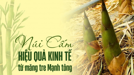 Núi Cấm: Hiệu quả kinh tế từ măng tre Mạnh tông