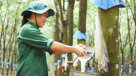 Cao su được giá, loạt doanh nghiệp bứt phá ngay từ đầu năm