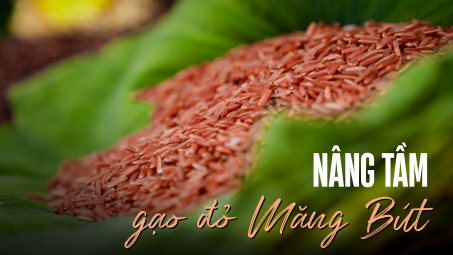 Nâng tầm gạo đỏ Măng Bút