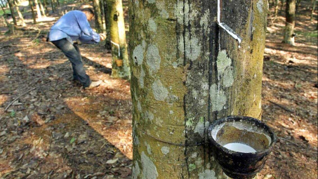 Cao su Đồng Phú (DPR) “thận trọng” với mục tiêu kinh doanh, tỷ lệ chia cổ tức năm nay