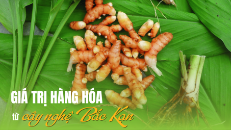 Giá trị hàng hóa từ cây nghệ Bắc Kạn