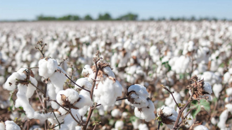 Indonesia sẽ áp thuế tự vệ tuyệt đối đối với sợi làm từ bông nhập khẩu