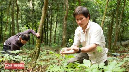 Quảng Nam chấp thuận chủ trương giao THACO khảo sát và lập dự án sản xuất, chế biến sâm Ngọc Linh