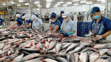 POR20: 8 doanh nghiệp cá tra Việt Nam hưởng thuế chống bán phá giá 0% khi xuất sang Hoa Kỳ