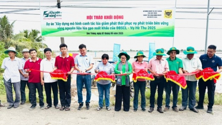 Phân bón Bình Điền hỗ trợ nông dân ĐBSCL phát triển nguyên liệu lúa gạo xuất khẩu