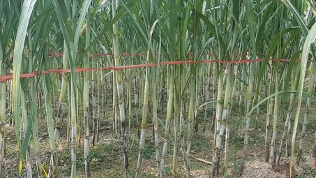 Phân tích hiệu quả tài chính nông hộ trồng mía trong mô hình liên kết với Nhà máy Đường Thành Thành Công Tây Ninh