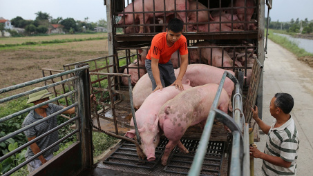 Nguồn cung khó đáp ứng, dự báo giá heo hơi năm nay tăng 18%