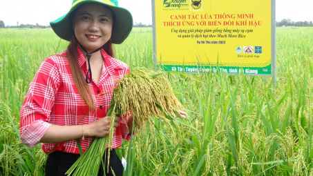 Thực trạng Can-xi (Ca) đất lúa vùng đồng bằng sông Cửu Long từ kết quả chương trình “Canh Tác Lúa Thông Minh”
