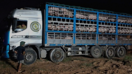 Phú Thọ: Tiêu hủy gần 200 con lợn nhiễm virus dịch tả lợn Châu Phi