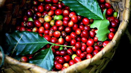 Giá cà phê hôm nay 18/7: Robusta giảm mạnh hơn 100 USD mỗi tấn