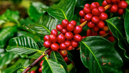Giá cà phê hôm nay 19/7: Trong nước tăng mạnh, Robusta thế giới khởi sắc