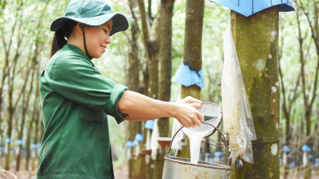 Cao su Việt Nam (GVR): Hưởng lợi kép từ giá cao su neo cao và phát triển khu công nghiệp