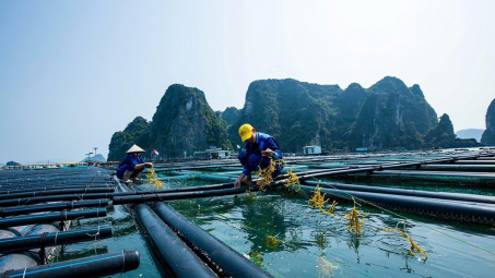 Khai thác và nuôi trồng thủy sản ở Việt Nam: Thực trạng và giải pháp