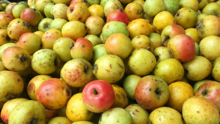 Nghiên cứu ảnh hưởng của một số yếu tố tới hiệu quả trích ly flavonoid từ quả táo mèo