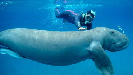 Thực tiễn thực hiện các điều ước quốc tế về bảo tồn đa dạng sinh học biển tại Việt Nam