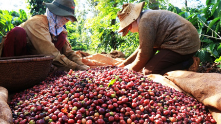 Cà phê đột phá, xuất khẩu nông lâm thủy sản 6 tháng tăng 15,5% so cùng kỳ