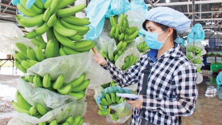 Giá chuối neo cao, Hoàng Anh Gia Lai (HAG) kỳ vọng lãi 2.500 tỷ đồng năm nay