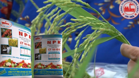 Nâng cao năng suất, giảm chi phí: Giải pháp bón phân NPK Văn Điển cho lúa vụ mùa 2025