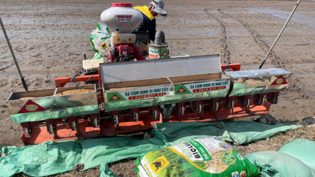 Hướng dẫn sử dụng phân bón đầu trâu Bio-canxi hiệu quả trong sản xuất lúa bền vững