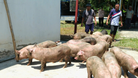 Cao Bằng bắt giữ nhiều xe chở lợn không rõ nguồn gốc, tiềm ẩn nguy cơ dịch bệnh