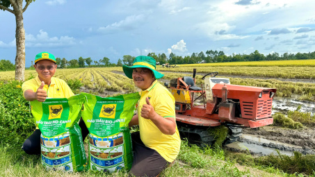 Đầu Trâu Bio-Canxi: Một giải pháp phân bón mới cho canh tác lúa gạo bền vững và giảm phát thải