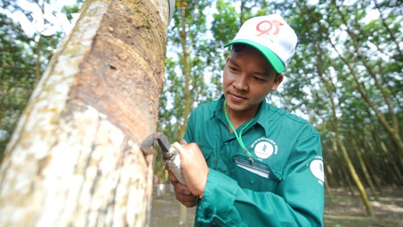 Giá cao su tăng cao, Cao su Việt Nam (GVR) báo lãi nửa đầu năm tăng 82%