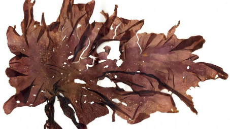 Nghiên cứu thử nghiệm sản xuất sản phẩm nori từ rong Porphyra thu hoạch ở vùng biển tỉnh Khánh Hòa