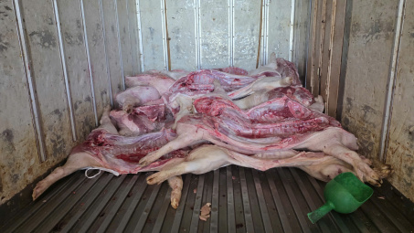 Phát hiện hơn 4 tấn thịt heo nhiễm dịch tả lợn châu Phi chuẩn bị đưa đi tiêu thụ