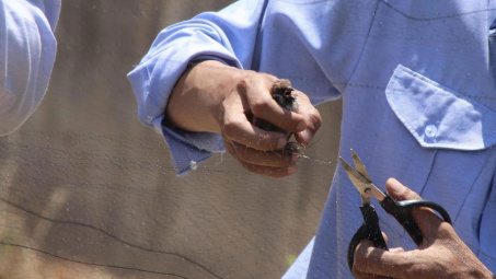 Khánh Hòa căng mình chặn “bẫy tử thần” với chim yến