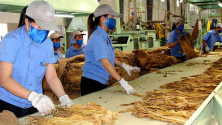 Dự kiến lượng hạn ngạch thuế quan nhập khẩu thuốc lá nguyên liệu năm 2026 là 79.199 tấn