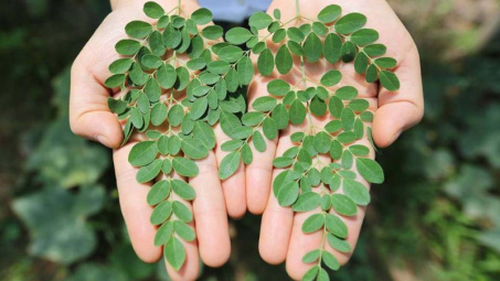 Phân tích thành phần hóa học làm nổi bật hoạt tính của tinh dầu lá cây chùm ngây